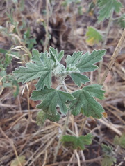 Sphaeralcea polychroma