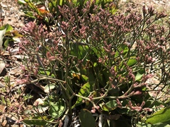 Limonium californicum