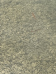 Scardinius erythrophthalmus