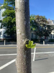 Liriodendron tulipifera