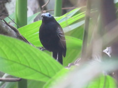 Gymnocichla nudiceps