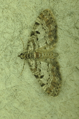 Eupithecia mutata