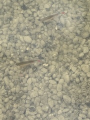 Scardinius erythrophthalmus