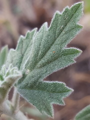 Sphaeralcea polychroma