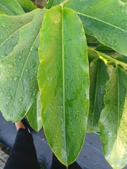 Etlingera elatior