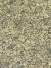 Scardinius erythrophthalmus
