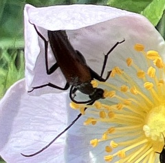 Stenurella melanura