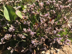 Limonium californicum
