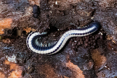 Spirobolellus immigrans