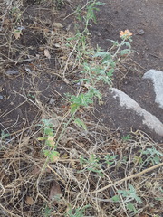Sphaeralcea polychroma