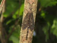 Brachynemurus nebulosus