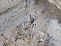 Latrodectus hesperus