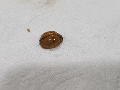 Harmonia sedecimnotata