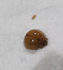 Harmonia sedecimnotata