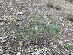 Eriogonum brevicaule brevicaule
