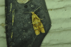 Phtheochroa vitellinana