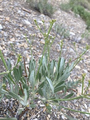 Eriogonum brevicaule brevicaule