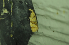 Phtheochroa vitellinana