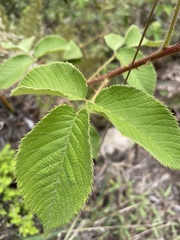 Rubus adenotrichos