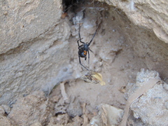 Latrodectus hesperus