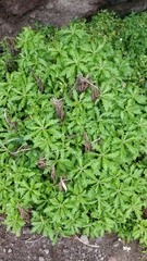 Argyranthemum pinnatifidum subsp. pinnatifidum image