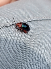 Kuschelina gibbitarsa