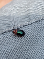 Kuschelina gibbitarsa