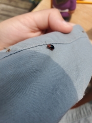 Kuschelina gibbitarsa