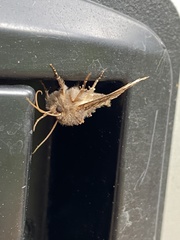 Euplexia