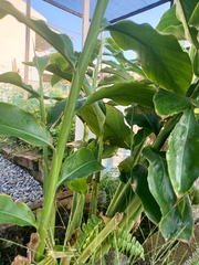Etlingera elatior