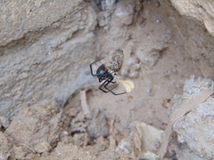 Latrodectus hesperus