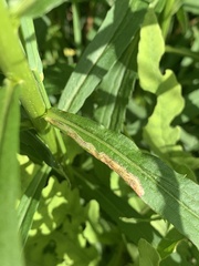 Phytomyza solidaginophaga