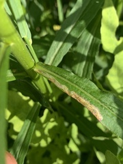 Phytomyza solidaginophaga