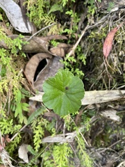 Alchemilla orbiculata
