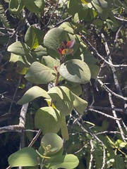 Santalum paniculatum