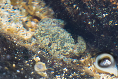 Leptodius sanguineus image