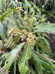 Marcetieae