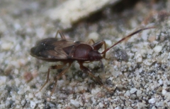 Togodolentus wrighti