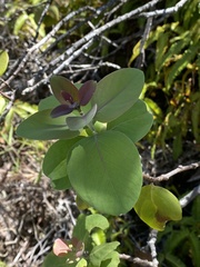 Santalum paniculatum