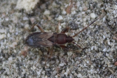 Togodolentus wrighti