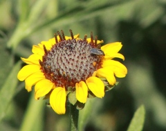 Helianthus laciniatus