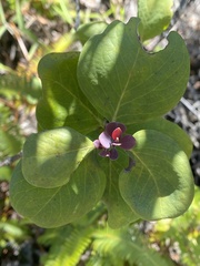 Santalum paniculatum