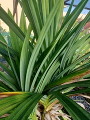 Pandanus amaryllifolius