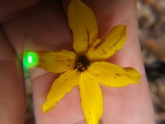 Coreopsis verticillata