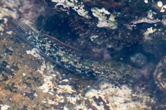 Bathygobius cocosensis