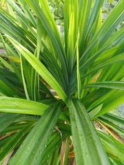 Pandanus amaryllifolius