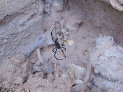 Latrodectus hesperus