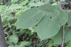 Tilia americana