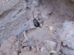 Latrodectus hesperus