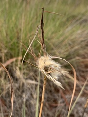 Cymbopogon obtectus
